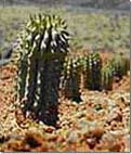 Weight loss. Hoodia gordonii, en suppressant naturlig aptit.