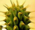 Hoodia. Hoodia - natural way to lose weight.